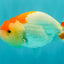 A Grade Red White LionQueen 4.5 inches #070326LC_32