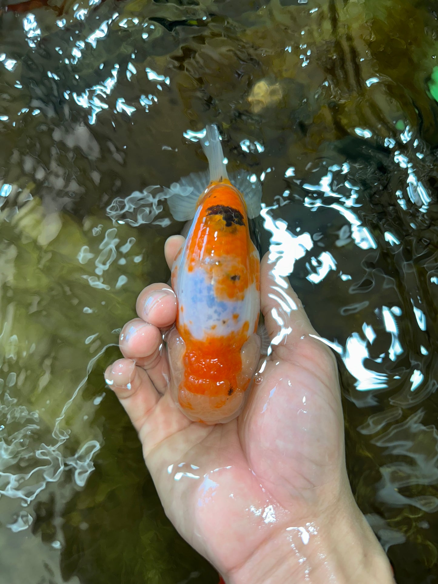 AAA Grade CHUBBY Sakura LionKing 5 inches #062025LC_03