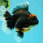 AAA Grade Super Red Head Kirin Oranda Male 7-7.5 inches #062626OR_01