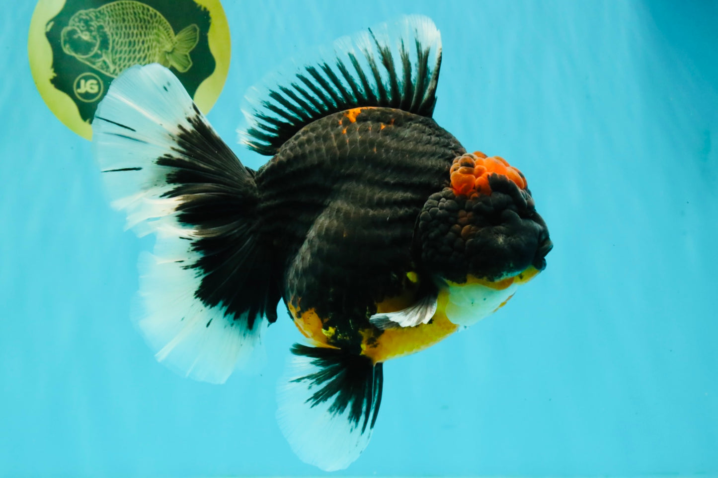 AAA Grade Super Red Head Kirin Oranda Male 7-7.5 inches #062626OR_01