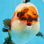 AAA Grade CHUBBY CHEEK Tricolor Oranda Male 5.5  inches #082225OR_12