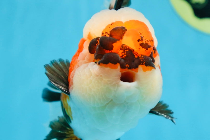 AAA Grade CHUBBY CHEEK Tricolor Oranda Male 5.5  inches #082225OR_12