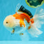 PUPPY A Grade Tricolor Oranda Female 7 inches #040326OR_07