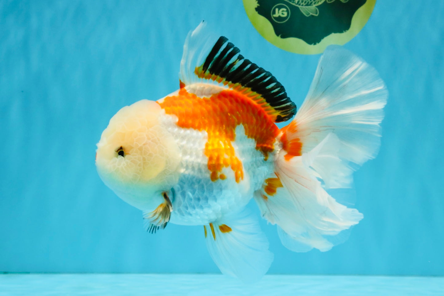 PUPPY A Grade Tricolor Oranda Female 7 inches #040326OR_07