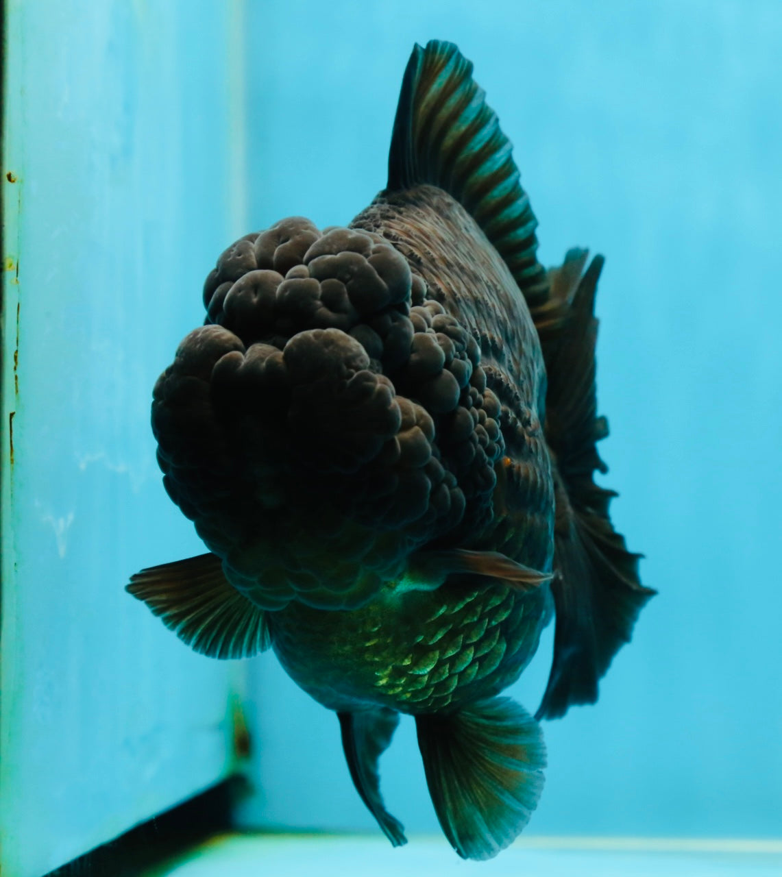 AAA Grade Godzilla Black Yuanbao Female 5-5.5 inches #050925YB_22