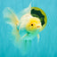 A Grade White Oranda Male 6-6.5 inches #100926OR_20