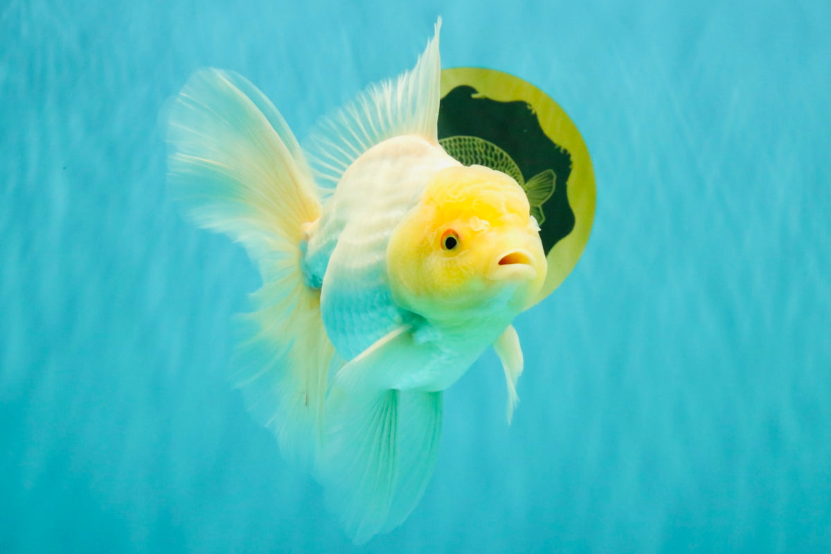 A Grade White Oranda Male 6-6.5 inches #100926OR_20