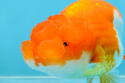 Red White Lionchu Female 4 inches #121925LC_02