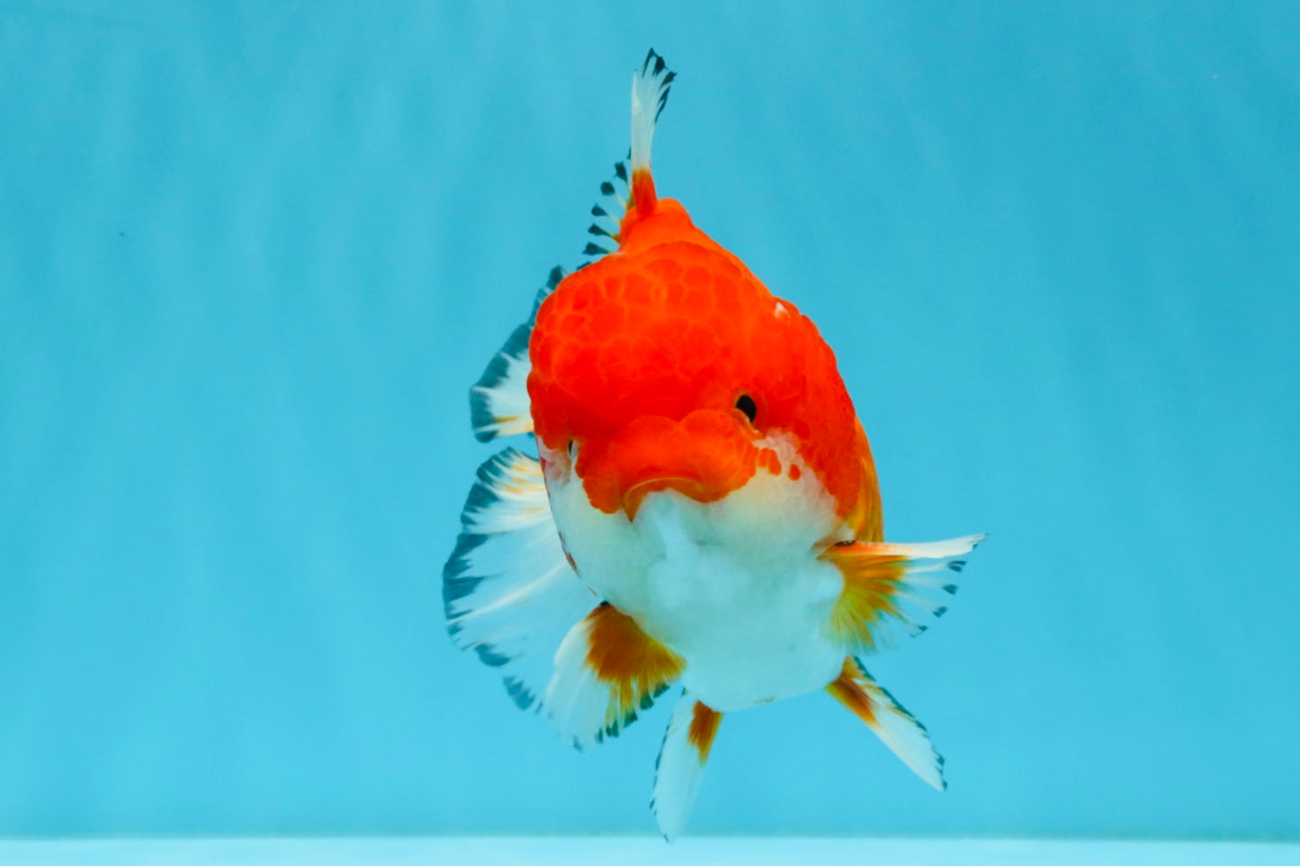 SPECIAL AAA Grade Red White Yuanbao Male 5-5.5 inches #032726YB_02