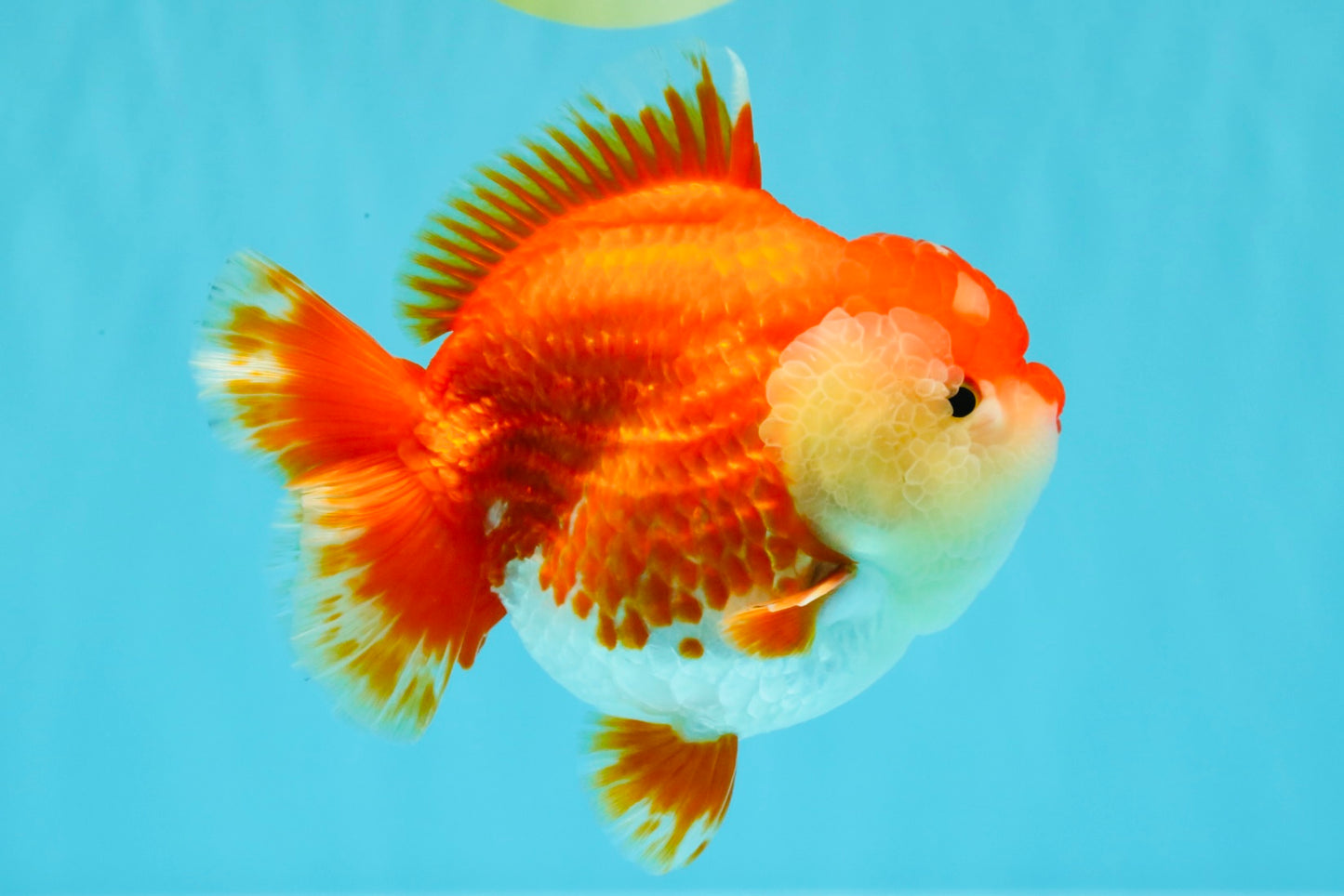 AAA Grade Godzilla Red White Yuanbao Female 5-5.5 inches #030626YB_12