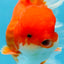 AAA Grade CHUNKY Godzilla Red White Oranda Male 6 inches #090525OR_10