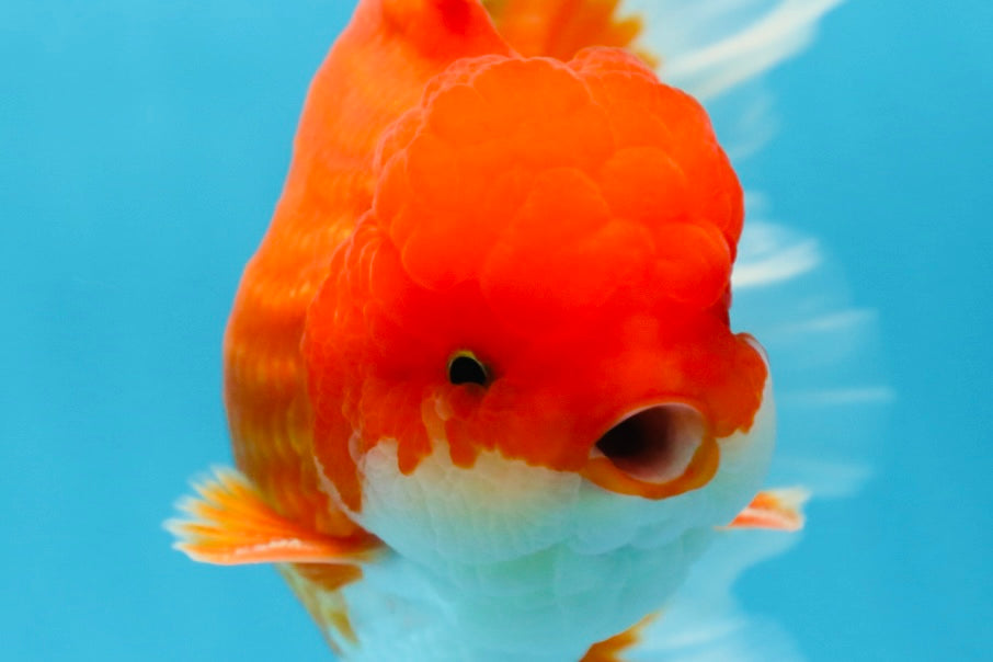 AAA Grade CHUNKY Godzilla Red White Oranda Male 6 inches #090525OR_10