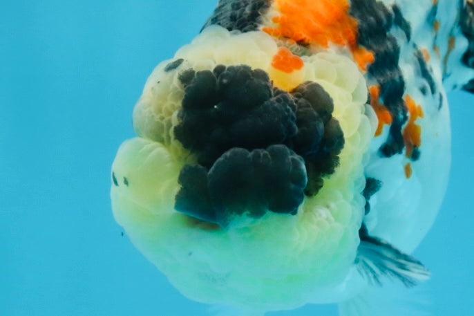 A Grade Special Tricolor LionKing 4.5-5 inches #100325LC_07