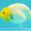 White Lionchu Female 4-4.5 Inches #100226LC_18