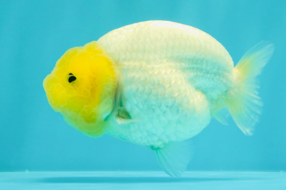 White Lionchu Female 4-4.5 Inches #100226LC_18
