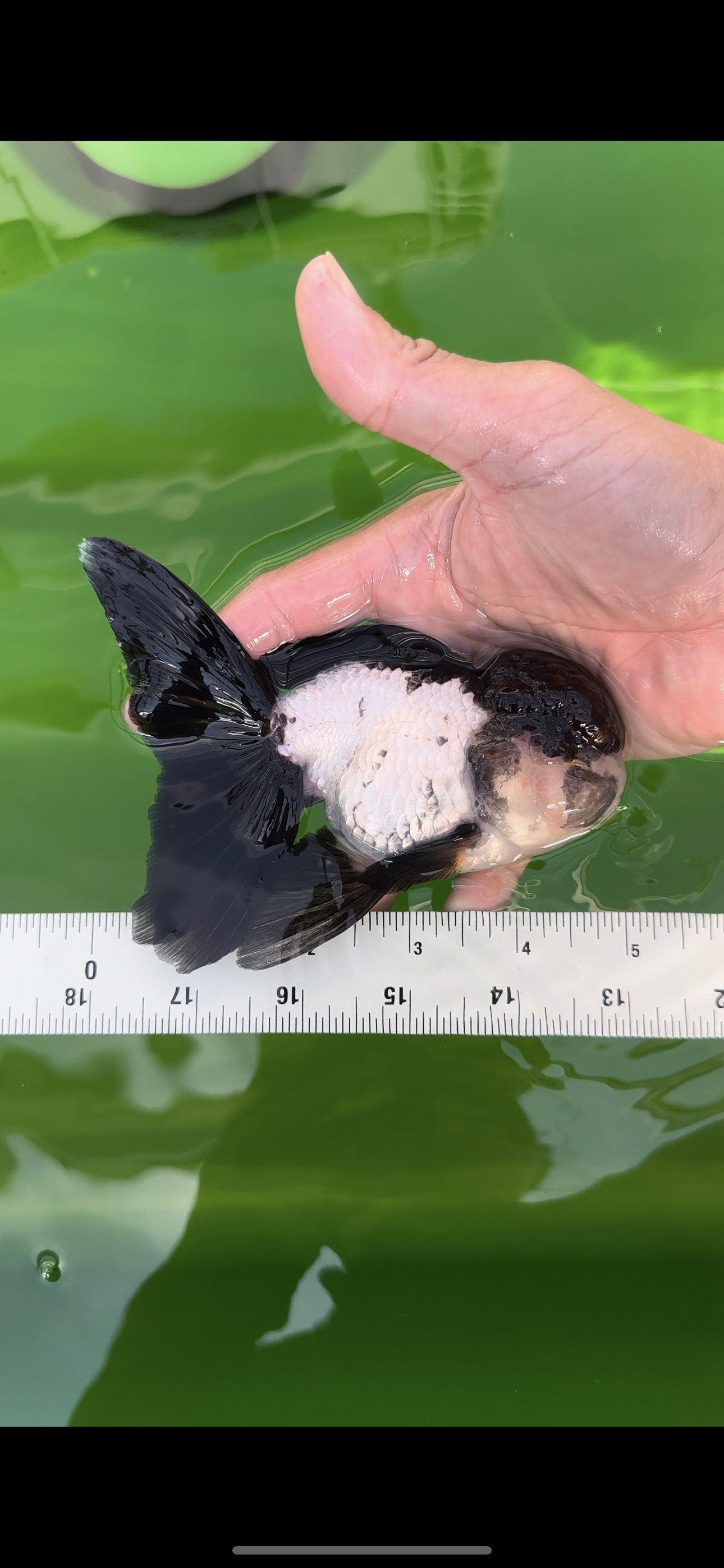 Oranda macho tricolor de grado AAA de 5 pulgadas n.° 0517OR_06