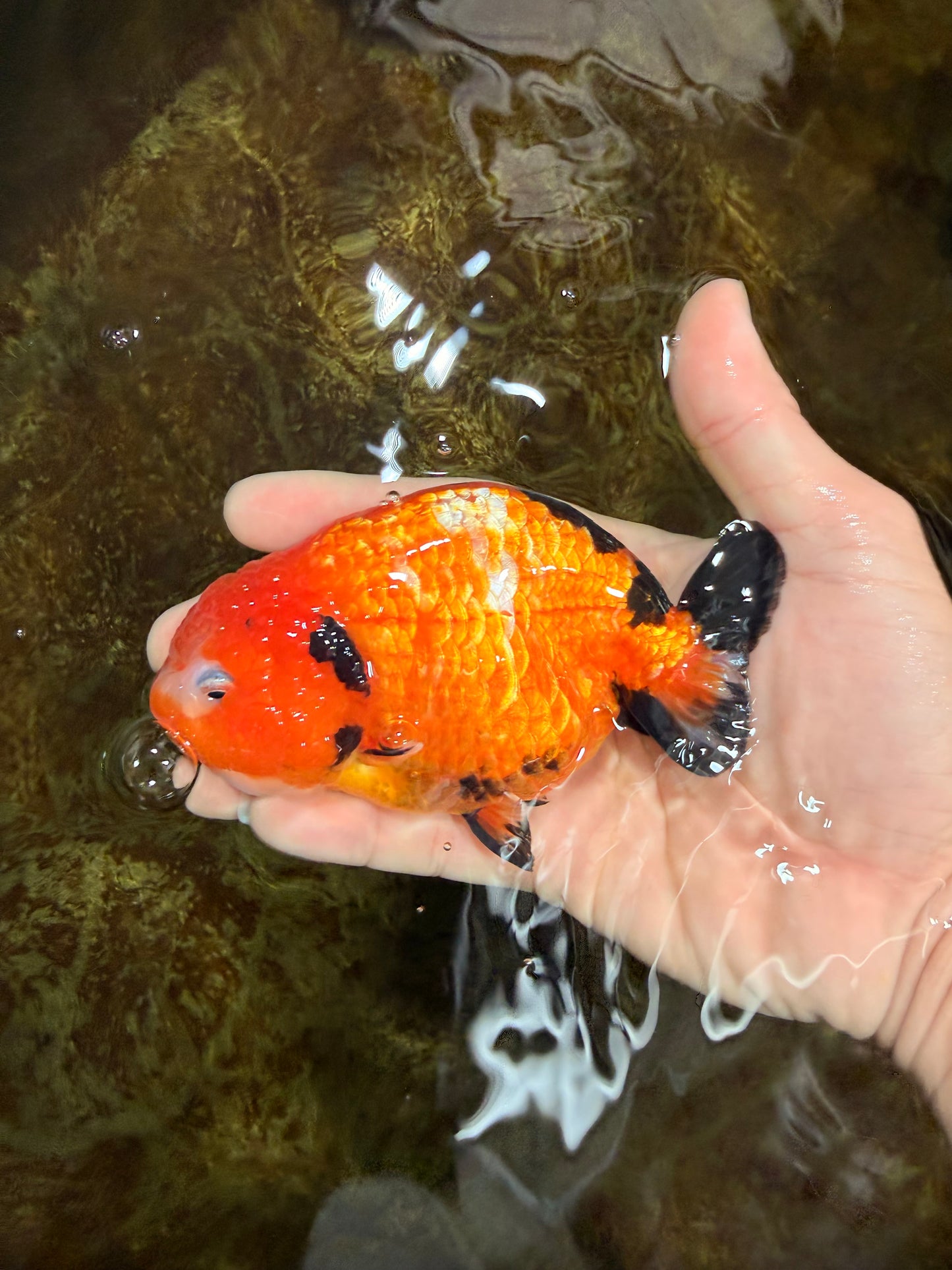 Sakura Chinese Ranchu Female 4.5-5 inches #120525RC_07