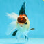 A Grade Tricolor Oranda Female 5 inches #080125OR_32