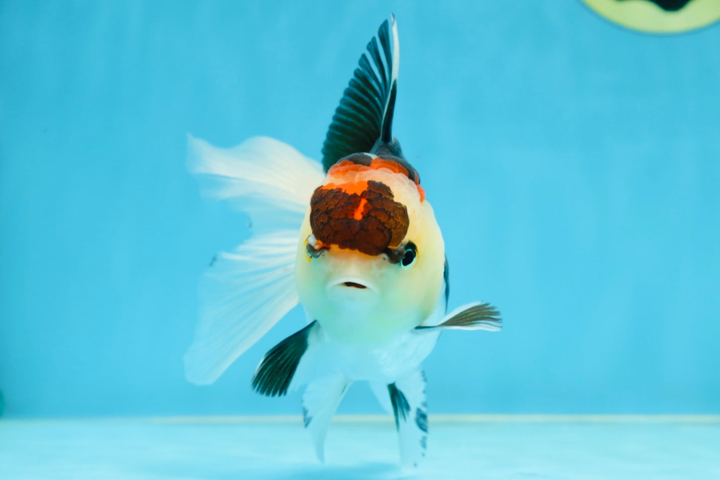 A Grade Tricolor Oranda Female 5 inches #080125OR_32