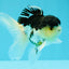 Panda Oranda Male 5 inches #031326OR_29