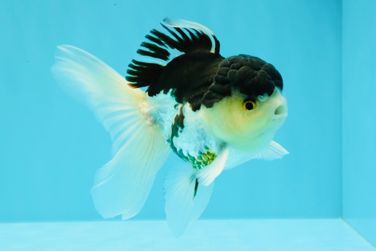 Panda Oranda Male 5 inches #031326OR_29