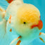 A Grade Red White Oranda Male 5.5 inches #062626OR_36