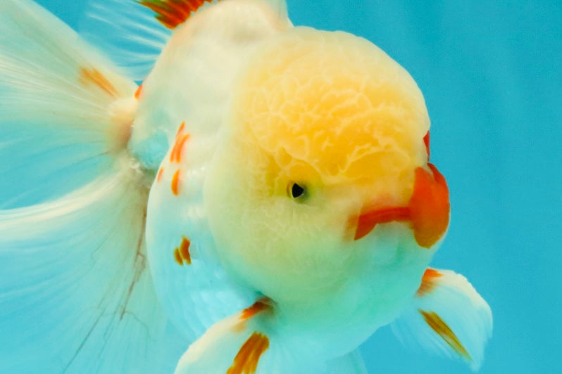 A Grade Red White Oranda Male 5.5 inches #062626OR_36