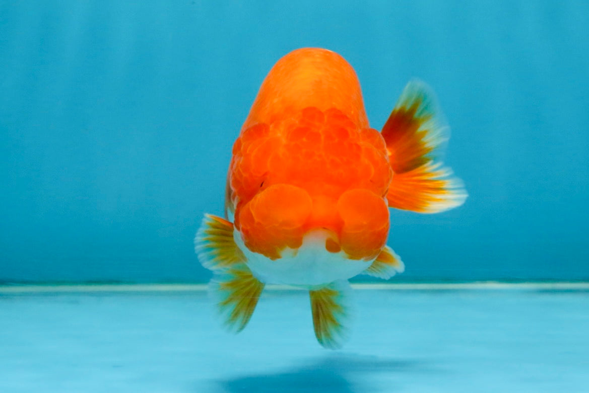 SUPER TOMATO A Grade Red White LionQueen 4.5 inches #120525LC_10