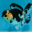 A Grade Panda Button Eyes Oranda Female 5 inches #081525OR_19