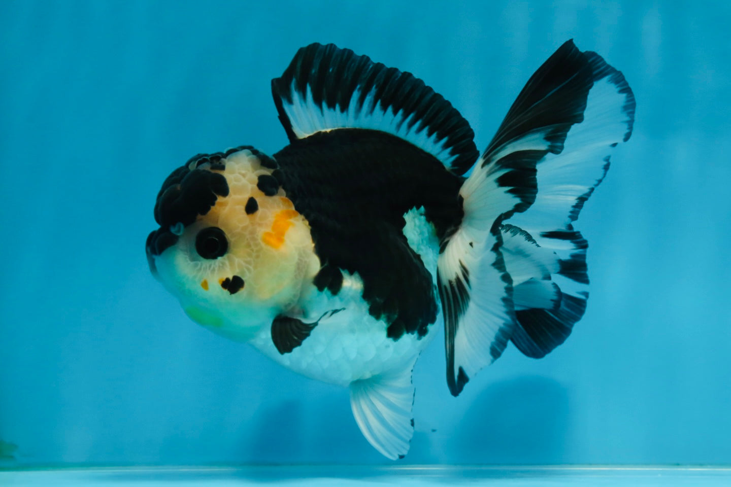 A Grade Panda Button Eyes Oranda Female 5 inches #081525OR_19