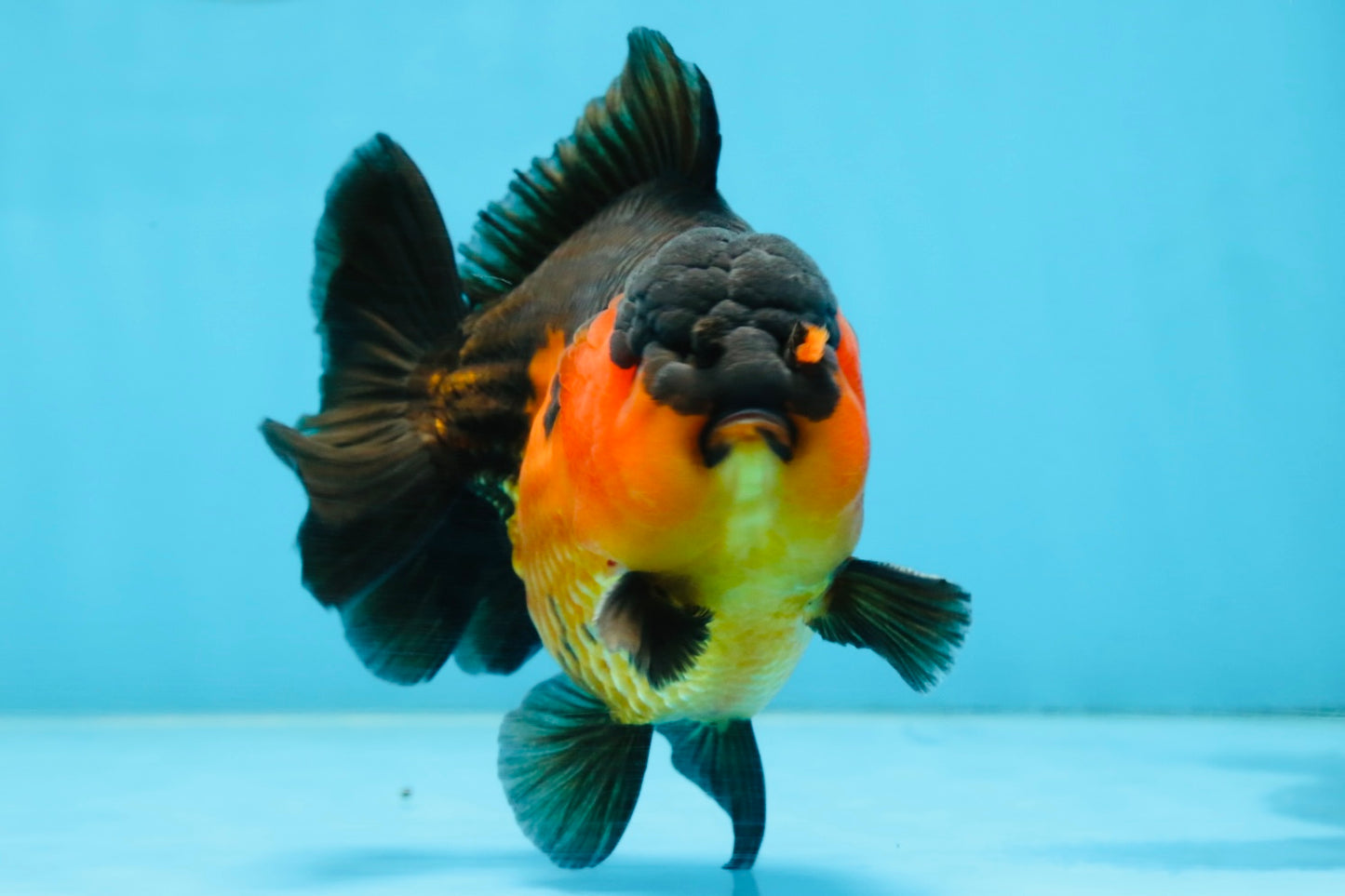 A Grade Apache Yuanbao Male 5 inches #101025YB_26