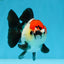 Pompom Tricolor Yuanbao Female 4.5 inches #072525YB_05