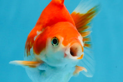 A Grade Red White Ryukin Male 4.5 inches #111425RK_11