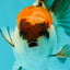 Tricolor Oranda Male 3.5 inches #102524OR_23