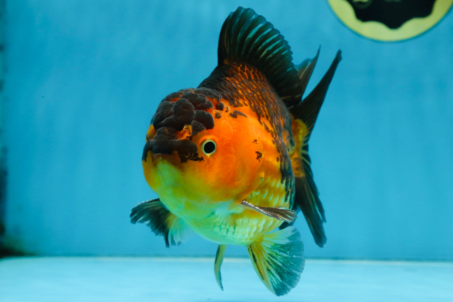 A Grade SUPER CUTE Apache Yuanbao Male 5 inches #091925YB_17