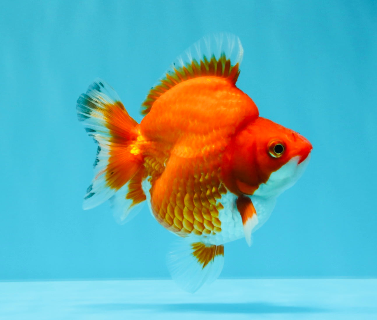 AAA Grade Red White Ryukin Female 4 inches #022726RK_18