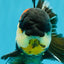 BATMAN AAA Grade Tricolor Oranda Male 5.5 inches #022026OR_09
