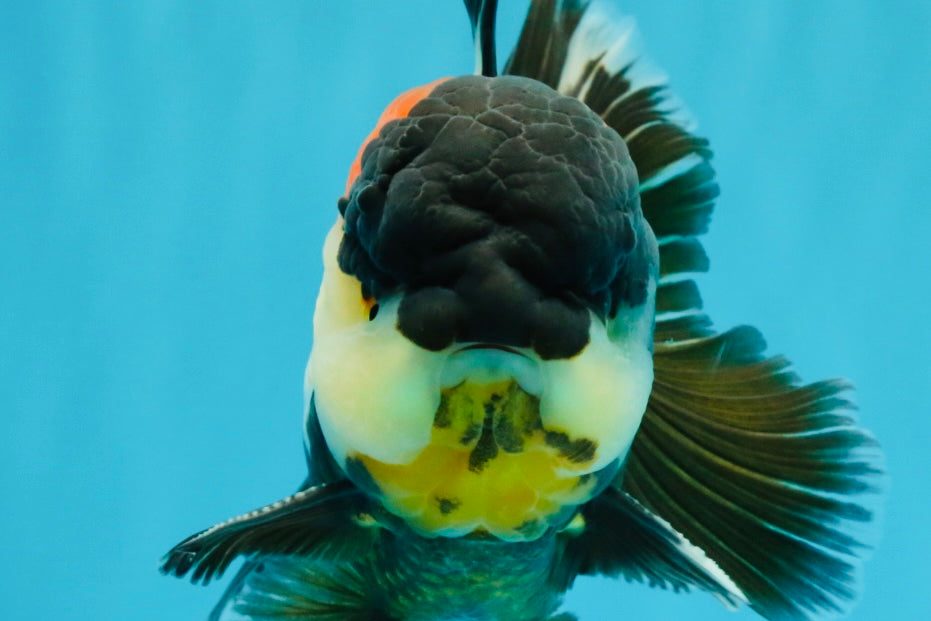BATMAN AAA Grade Tricolor Oranda Male 5.5 inches #022026OR_09