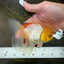 A Grade White Oranda Female 5 inches #062725OR_25