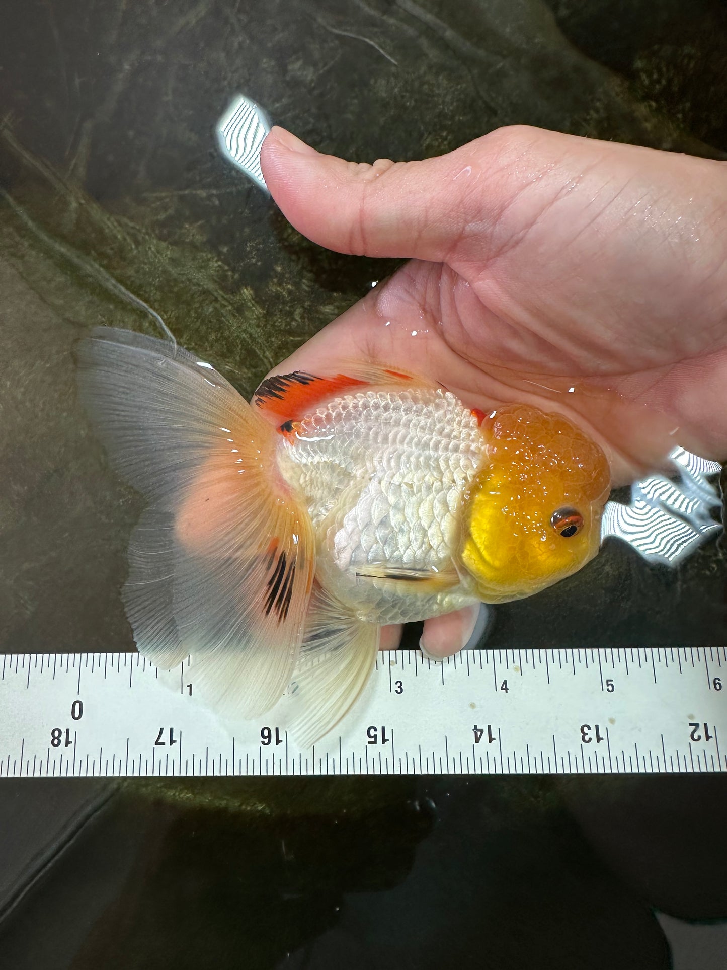 A Grade White Oranda Female 5 inches #062725OR_25