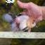 Tricolor Oranda Female 5.5 inches #100325OR_15