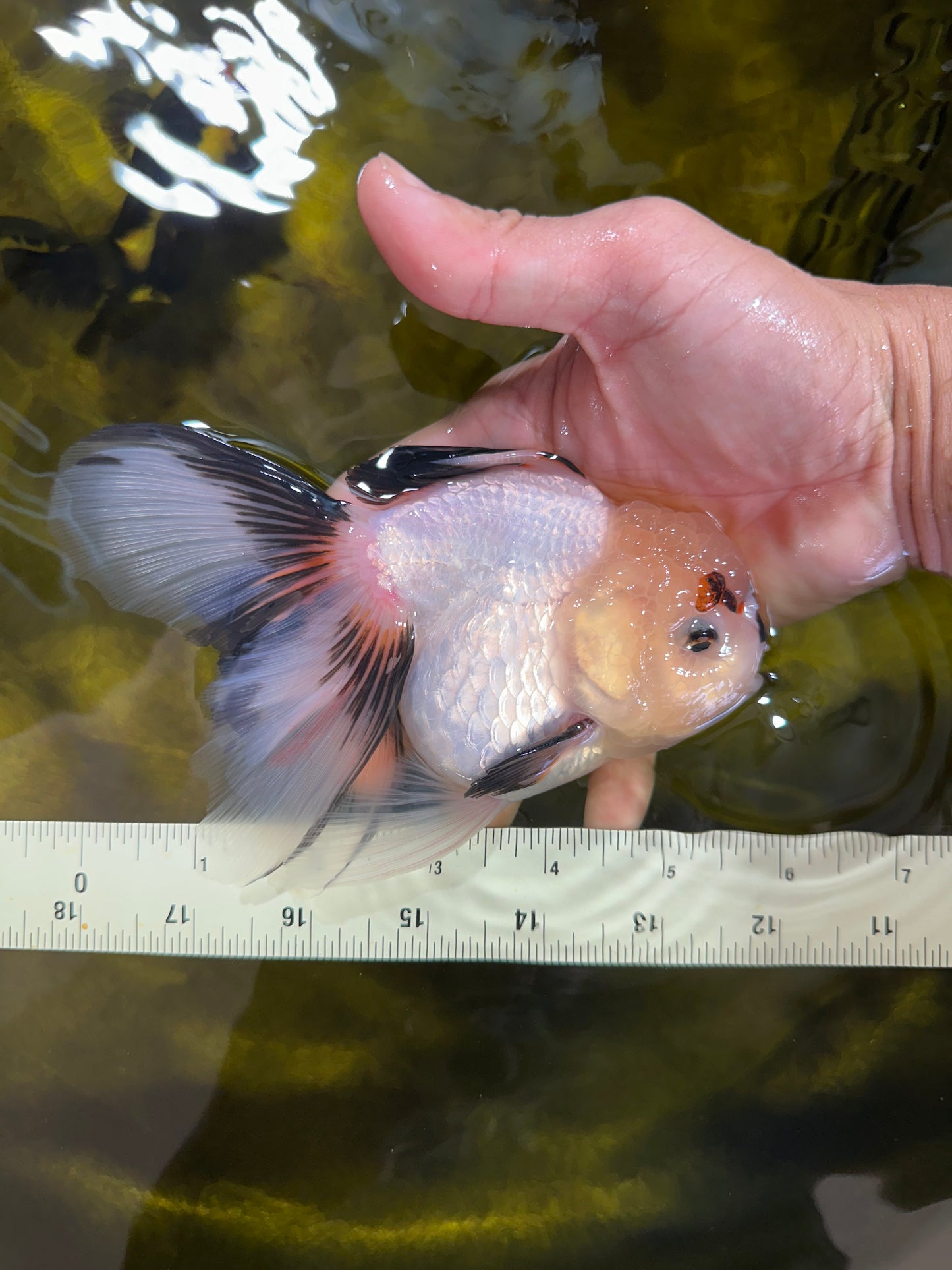 Tricolor Oranda Female 5.5 inches #100325OR_15