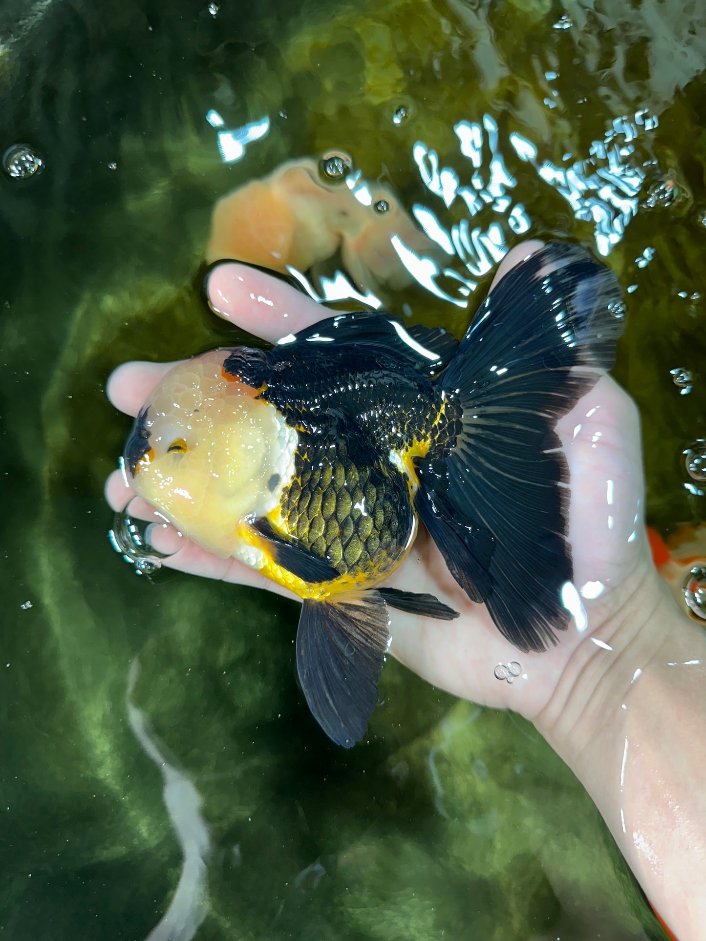 AAA Grade Tricolor Oranda Female 5.5-6 inches #050925OR_33