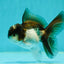 Panda Oranda Male 3.5-4 inches #110124OR_11