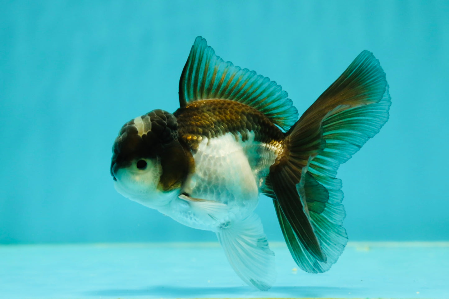 Panda Oranda Male 3.5-4 inches #110124OR_11