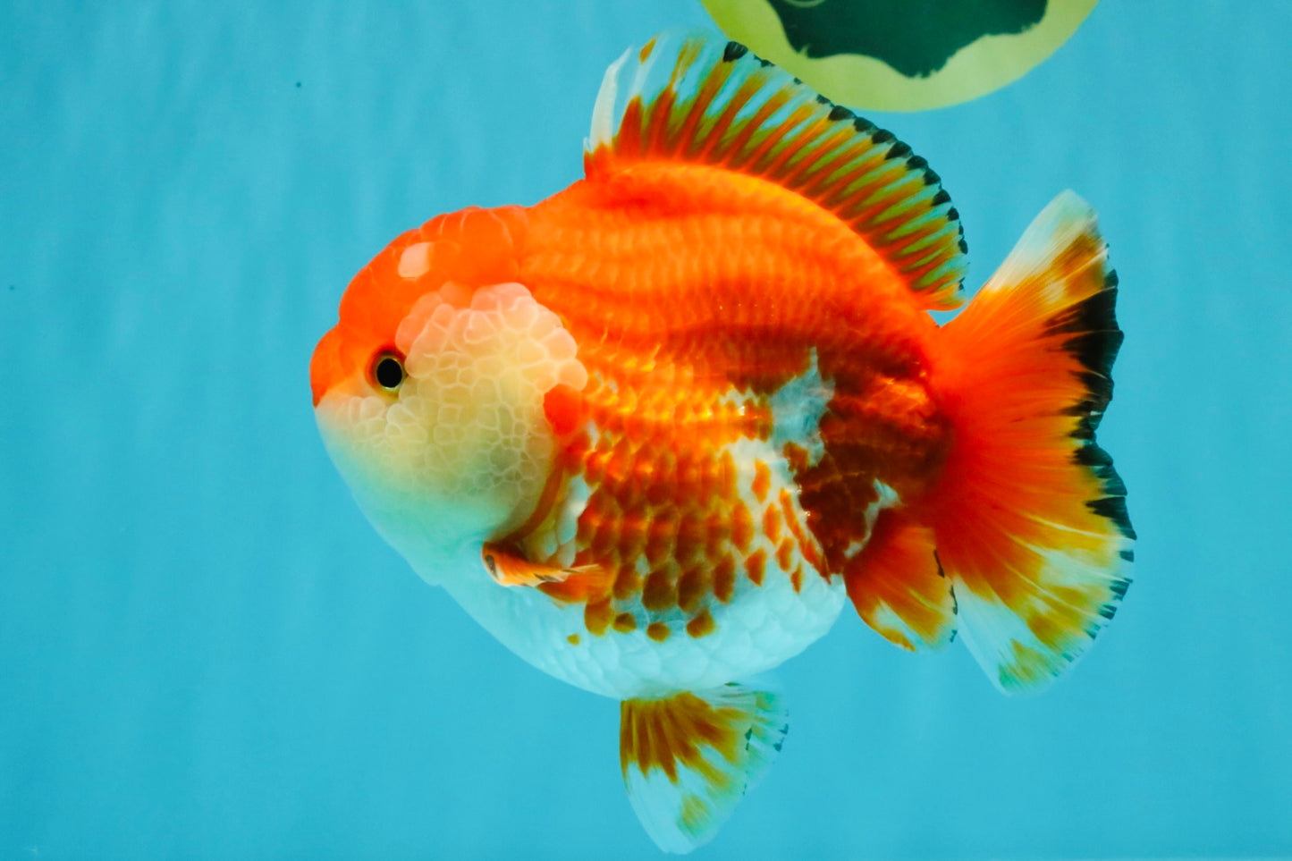 A Grade Red White Yuanbao Female 5.5 inches #031326YB_15