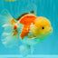 FLUFFY A Grade Red White Oranda Male 6-6.5 inches #071026OR_28
