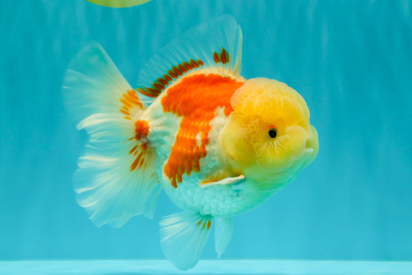 FLUFFY A Grade Red White Oranda Male 6-6.5 inches #071026OR_28
