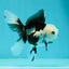 Solid White Black Panda Oranda Female 3-3.5 inches #1011OR_30