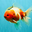 A Grade Sakura Oranda Male 6.5-7 inches #080726OR_15